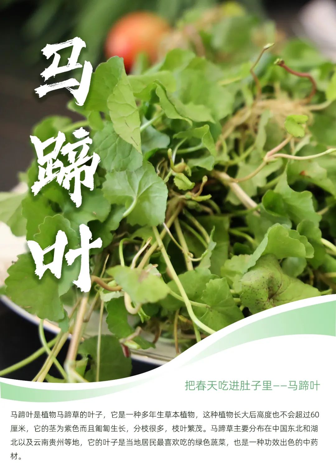 这些野菜不仅口感独特,更拥有不同的功效和药理作用,真可谓药疗不如