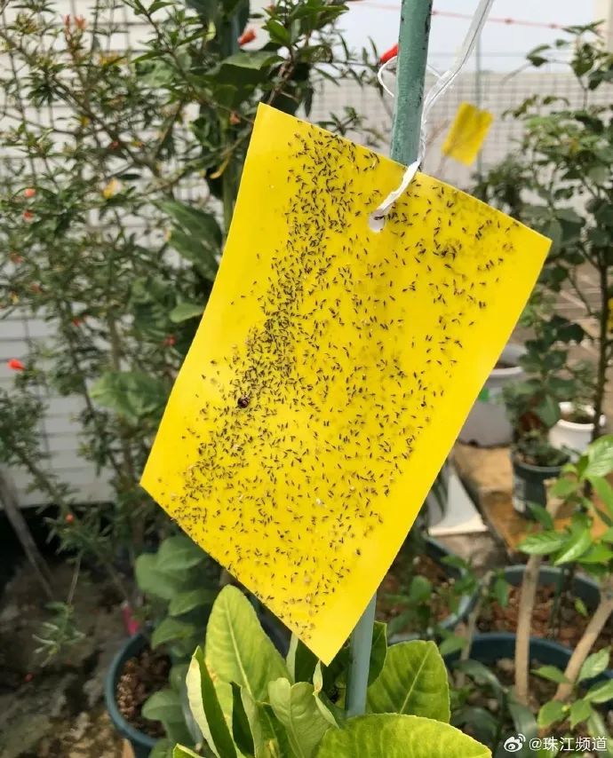 最近少穿这些颜色衣服出门,当心惹虫上身!