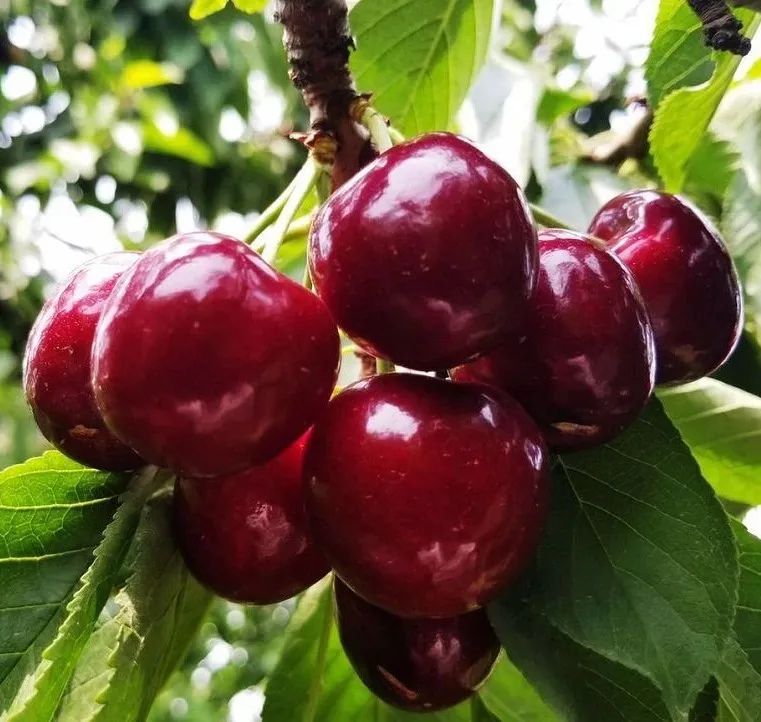 拉宾斯大樱桃品种介绍图片