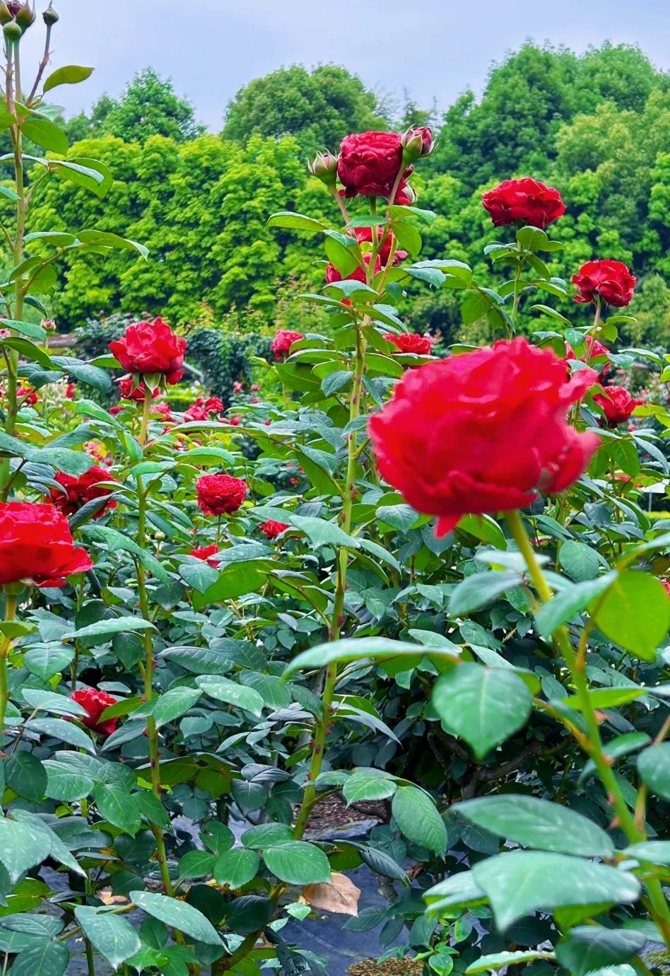 1500多种玫瑰盛开!温江这个浪漫花园等你来~(文末送福利)