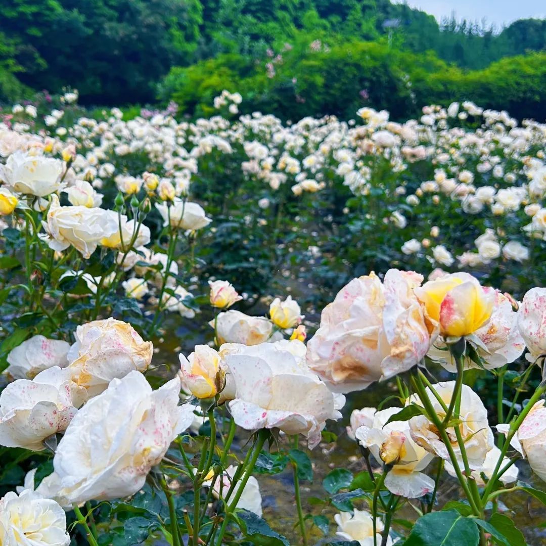 1500多种玫瑰盛开!温江这个浪漫花园等你来~(文末送福利)