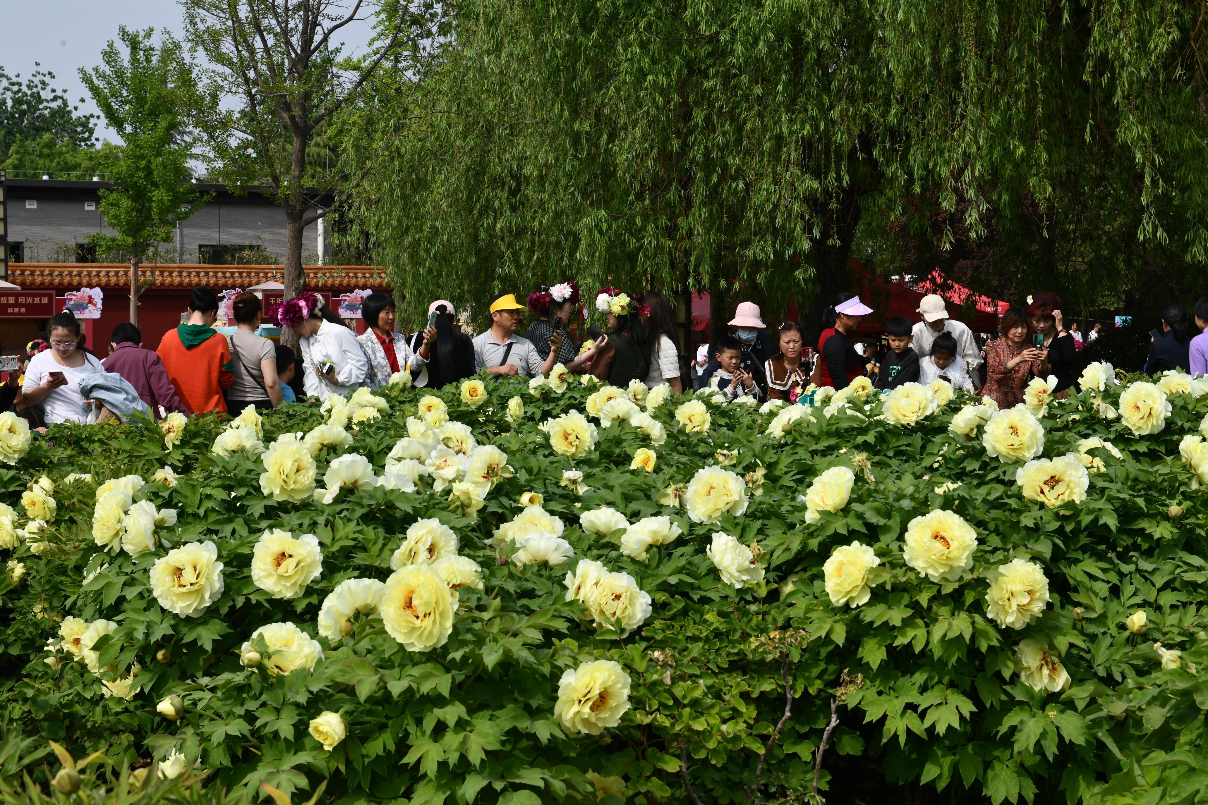 4月20日,21日周末两天,菏泽各大牡丹园景区依然花团锦簇,人潮涌动