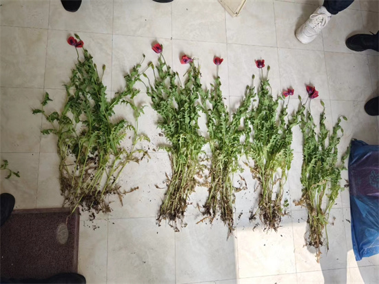 罂粟开花结果之际,极少数居民因法律意识不强,会在自家院子内种植罂粟