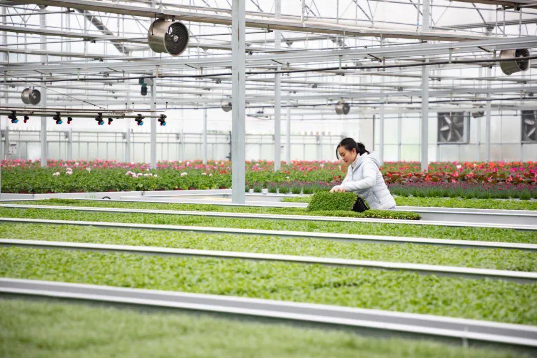 花卉苗木幼苗管理数据显示,全区总种植面积达到11.