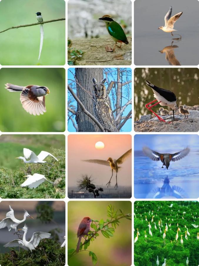 在连云港拍摄到的各种鸟类(资料图片)蓝天白云绿水青山鸟语花香诊里