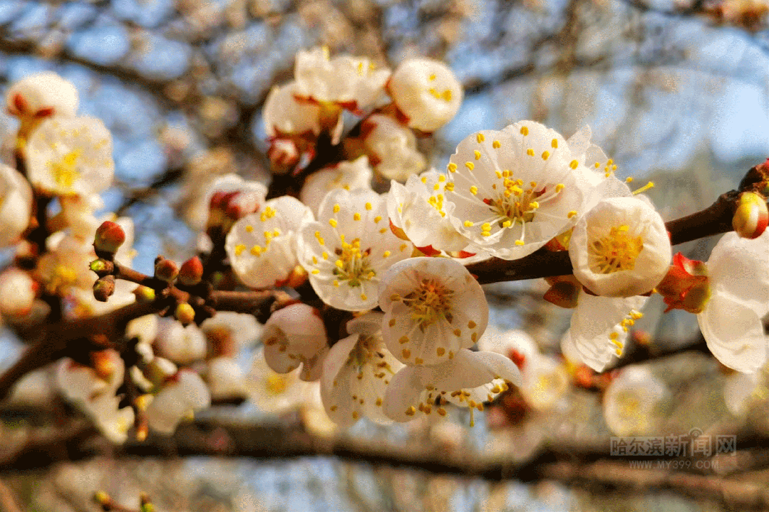 哈尔滨杏花,桃花沐风"赶春"来