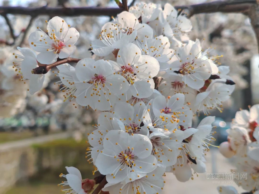 哈尔滨杏花,桃花沐风"赶春"来