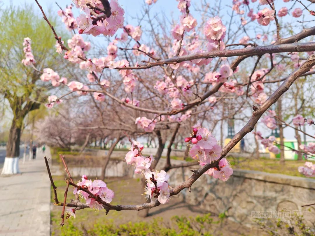 哈尔滨杏花,桃花沐风"赶春"来