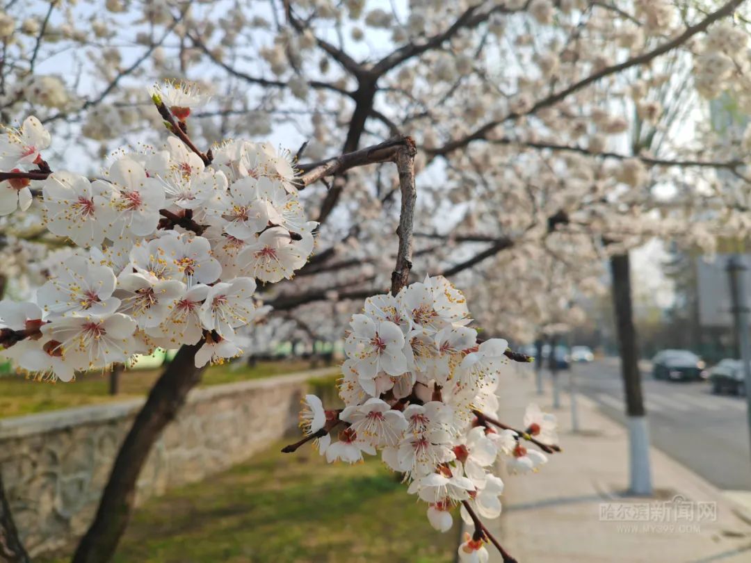 哈尔滨杏花,桃花沐风"赶春"来