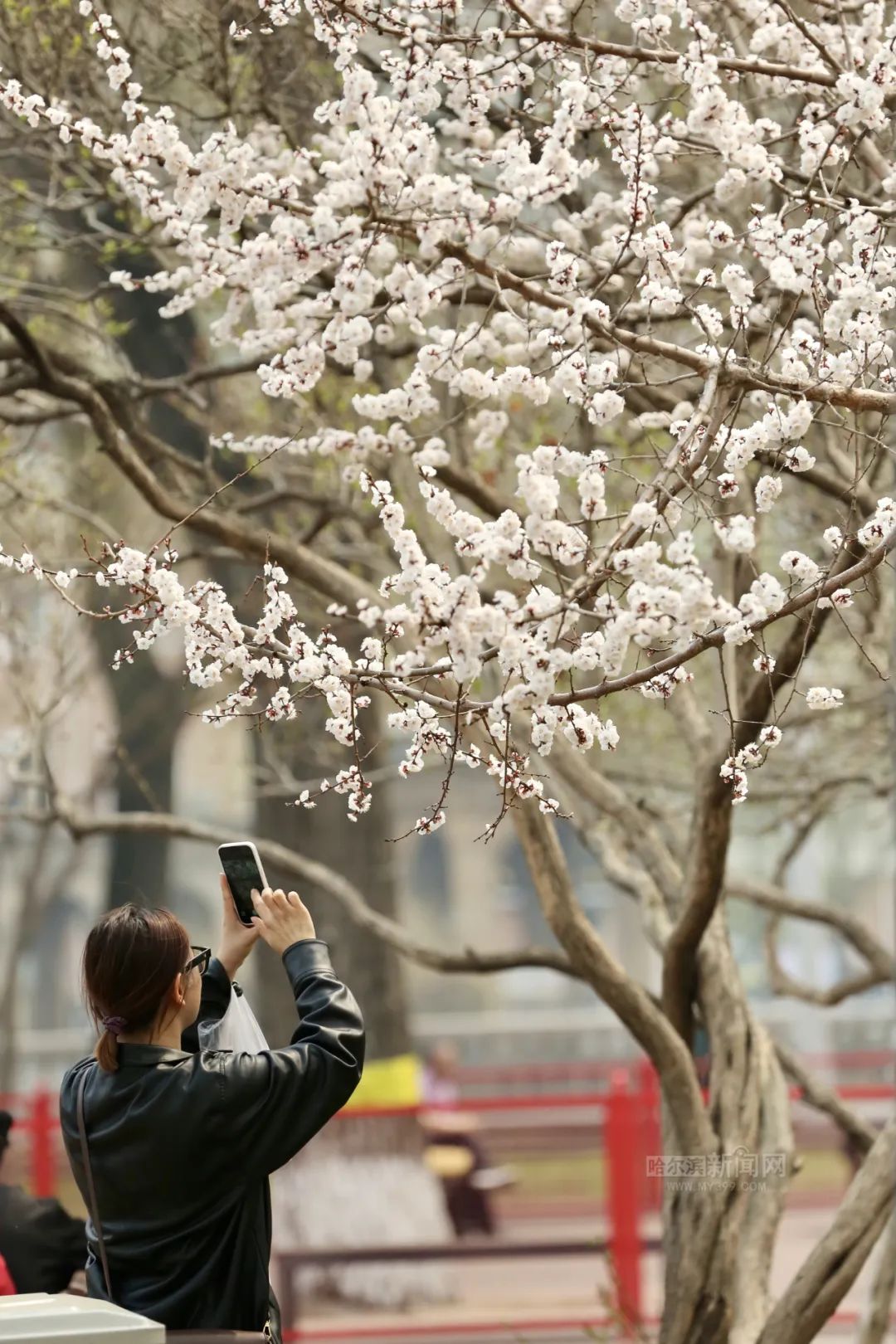 哈尔滨杏花,桃花沐风"赶春"来