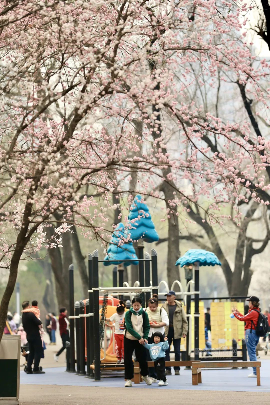 哈尔滨杏花,桃花沐风"赶春"来