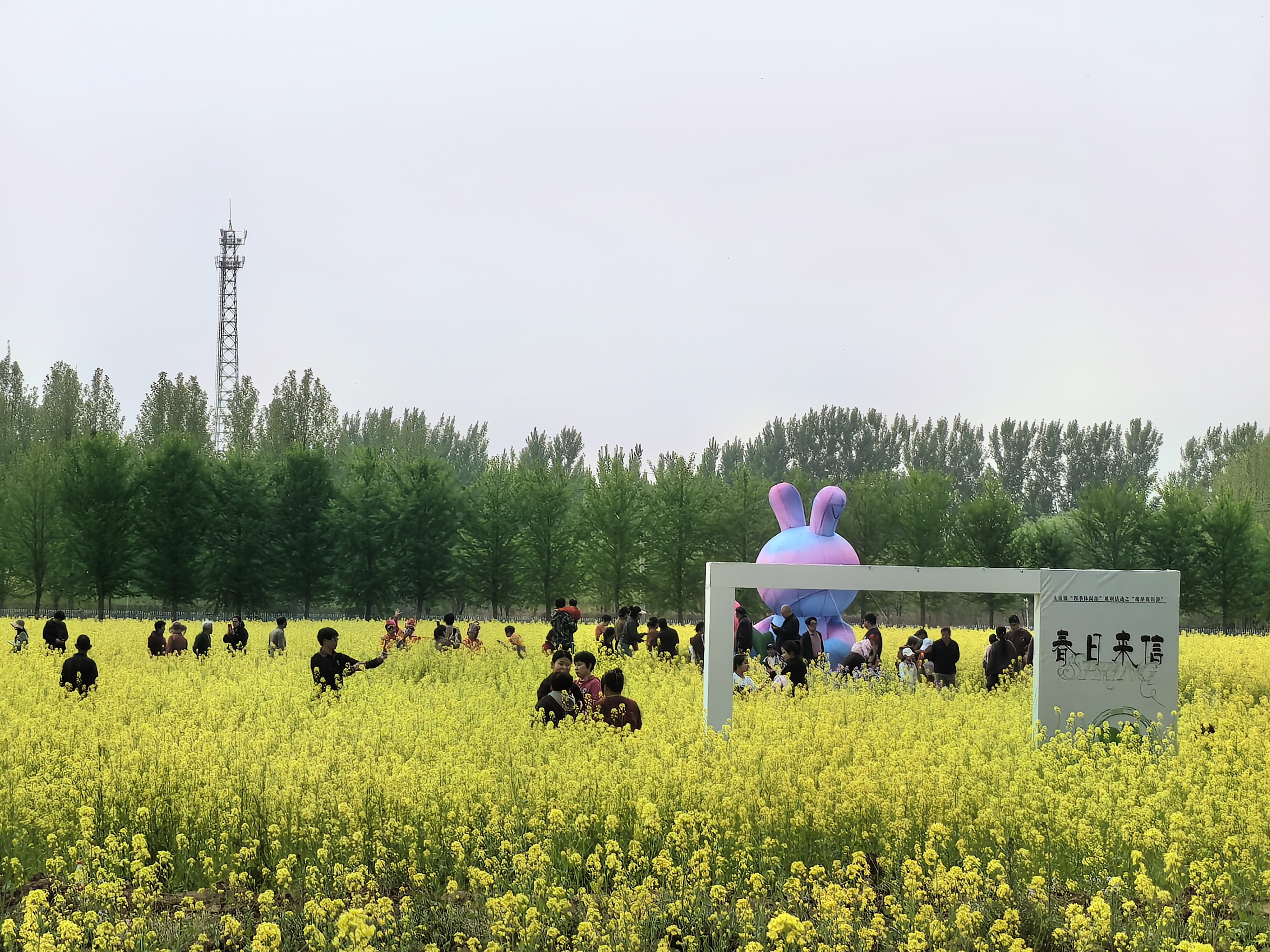 北运河畔数百亩油菜花迎春绽放,天津武清堤岸花田游开幕