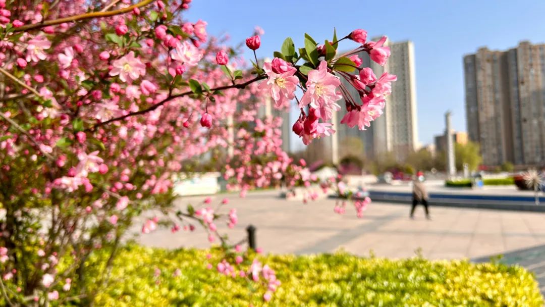 乱花渐欲迷人眼浅草才能没马蹄_乱花渐欲迷人眼浅草才能没马蹄_乱花渐欲迷人眼浅草才能没马蹄