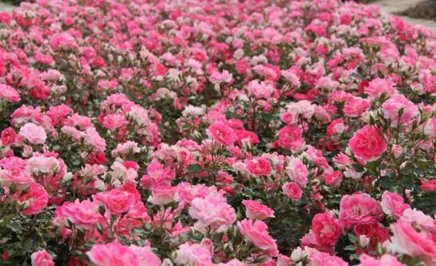 【相约月季盛会】月季花已开!大美南阳等你来!