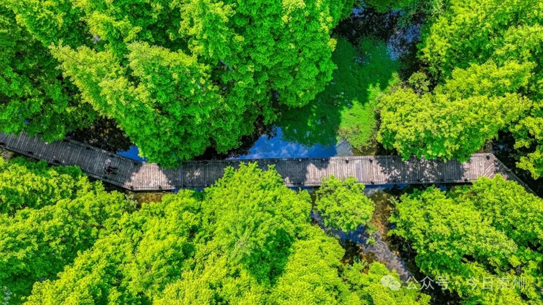 桃源"闪耀着生态之光犹如一颗"绿宝石"一片生机勃勃的绿色天地桤木河