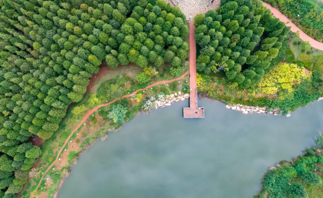 昆明持续推进滇池流域生态修复工作,完成滇池外海西岸(西华,观音山南