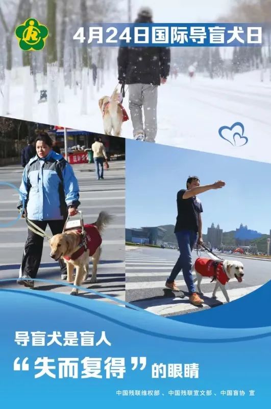 【国际导盲犬日】关心盲人,关爱导盲犬