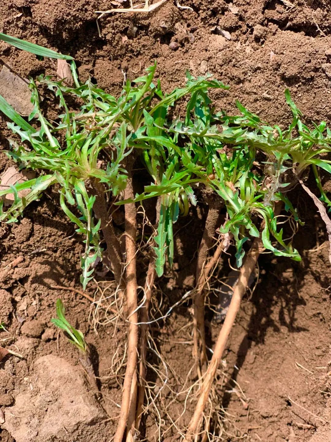 婆婆丁一身都是宝,它的根,茎,叶,花都可以食用,功效很多,在《本草纲目