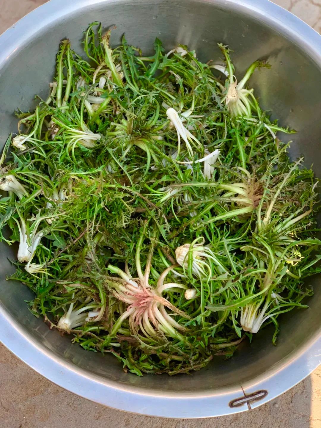 又是一年山菜季,寻味白山山野菜～婆婆丁_澎湃号·政务_澎湃新闻-the