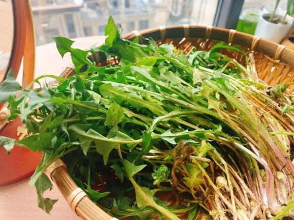 又是一年山菜季,寻味白山山野菜～婆婆丁_澎湃号·政务_澎湃新闻-the