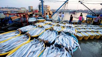 气候变化挑战近海渔业，要如何应对？