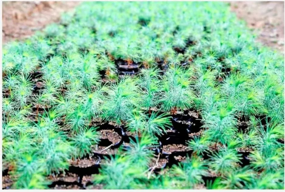 首次采种育苗成功!第二代巧家五针松培育成活幼苗1000余株