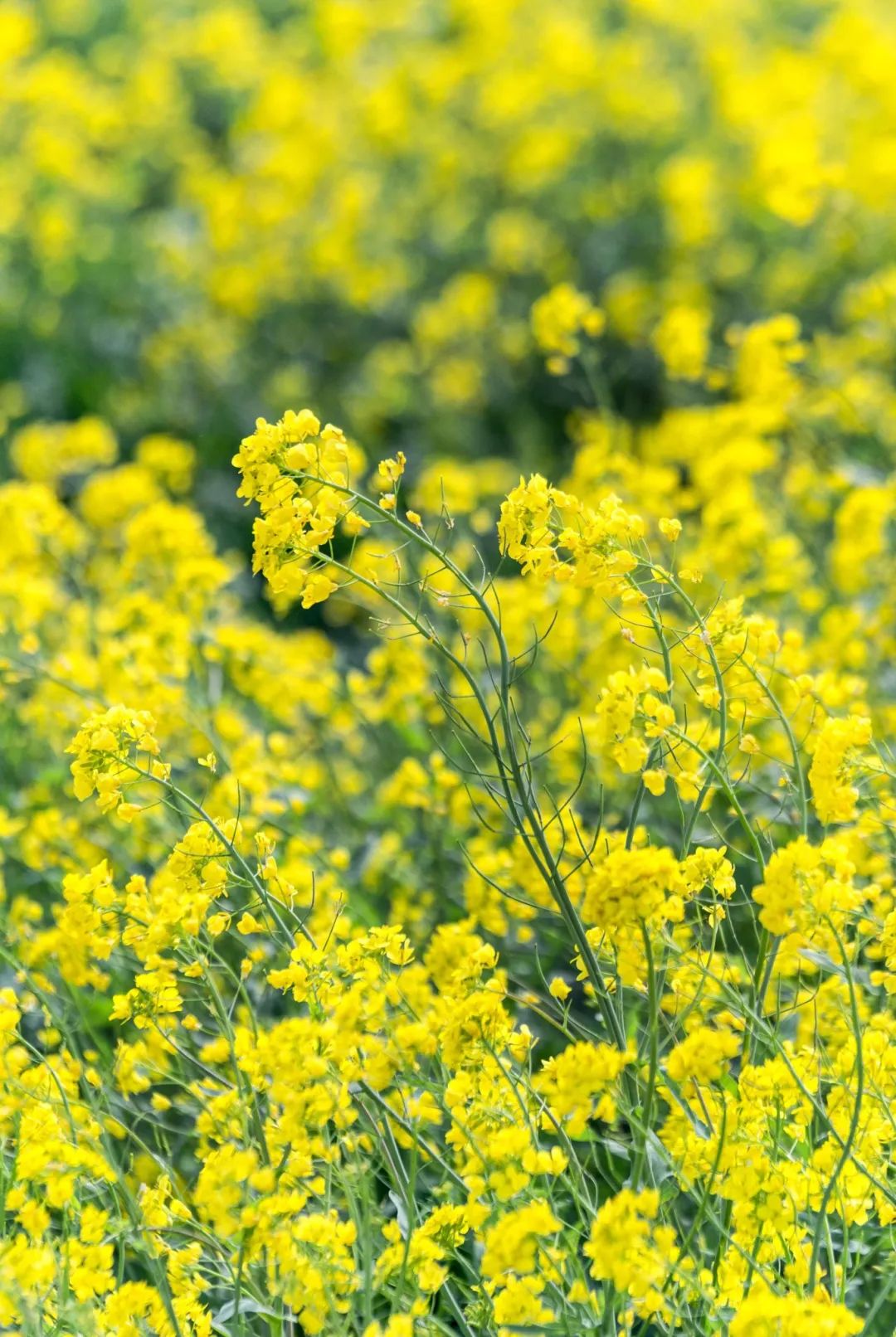 南方油菜花图片