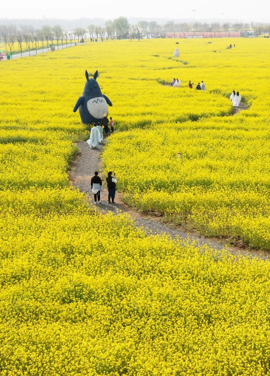 兖州牛楼油菜花门票图片