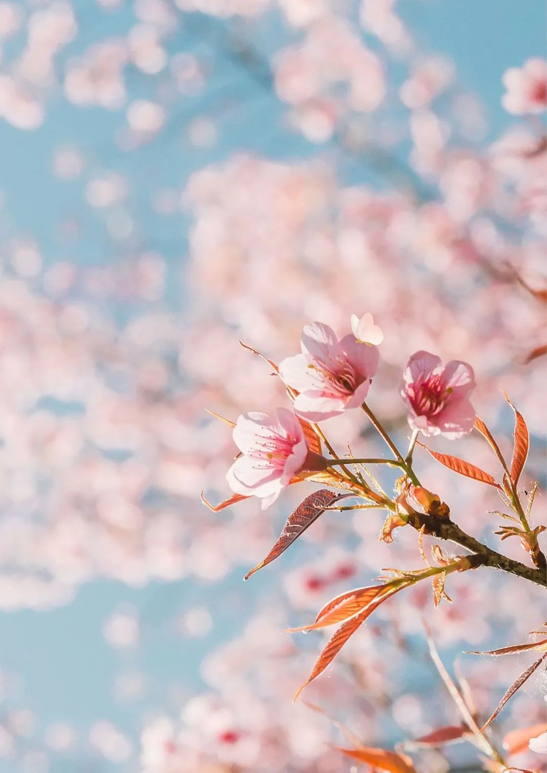 人间四月,繁花初绽伴着和煦的春光春城的花儿睁开了惺忪的睡眼作为