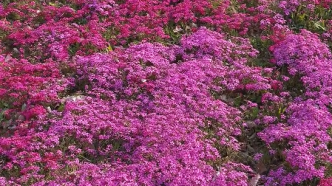 花外春来路，芳草不曾遮#济南幼儿师范高等专科学校