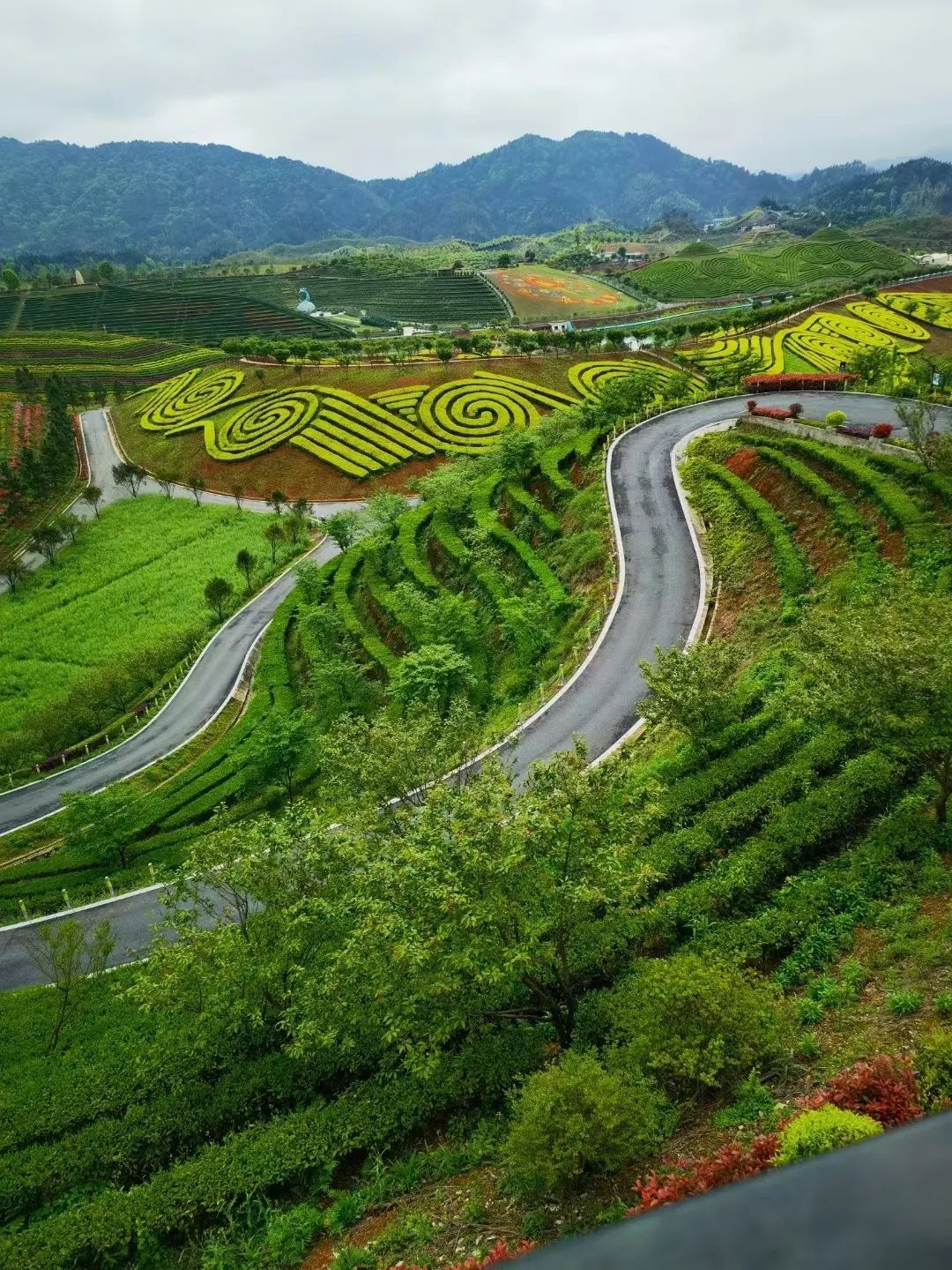 安化茶乡花海最新动态图片