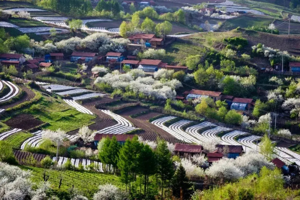 收好这份「吉林省赏花地图」,赴一场春花盛宴!