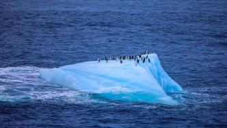世界企鹅日：由来于企鹅研究的一个惊喜发现