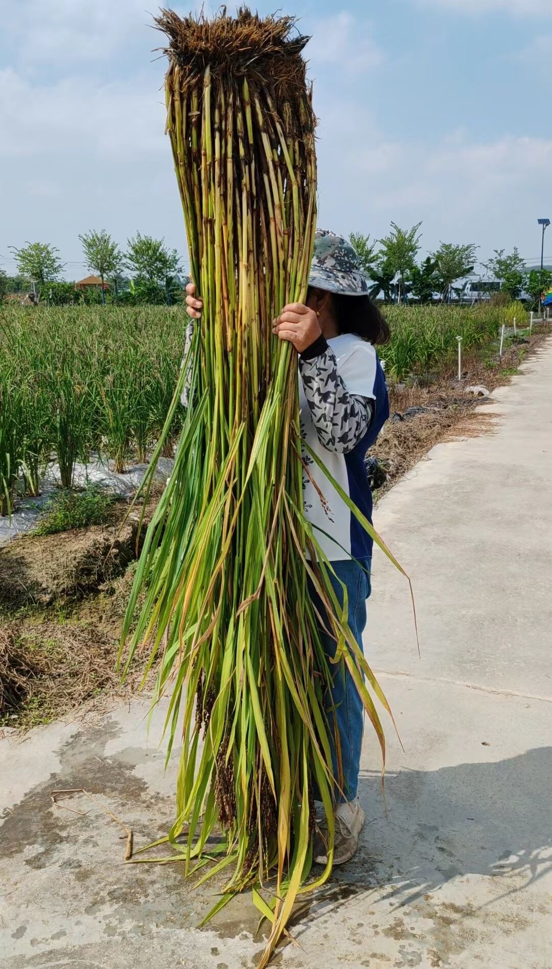 禾秆菜图片