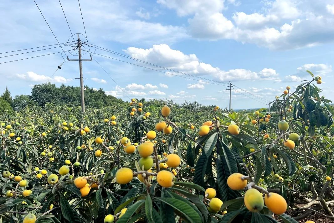 春之声|"流量"变"销量"!龙泉驿把直播间开在了枇杷园