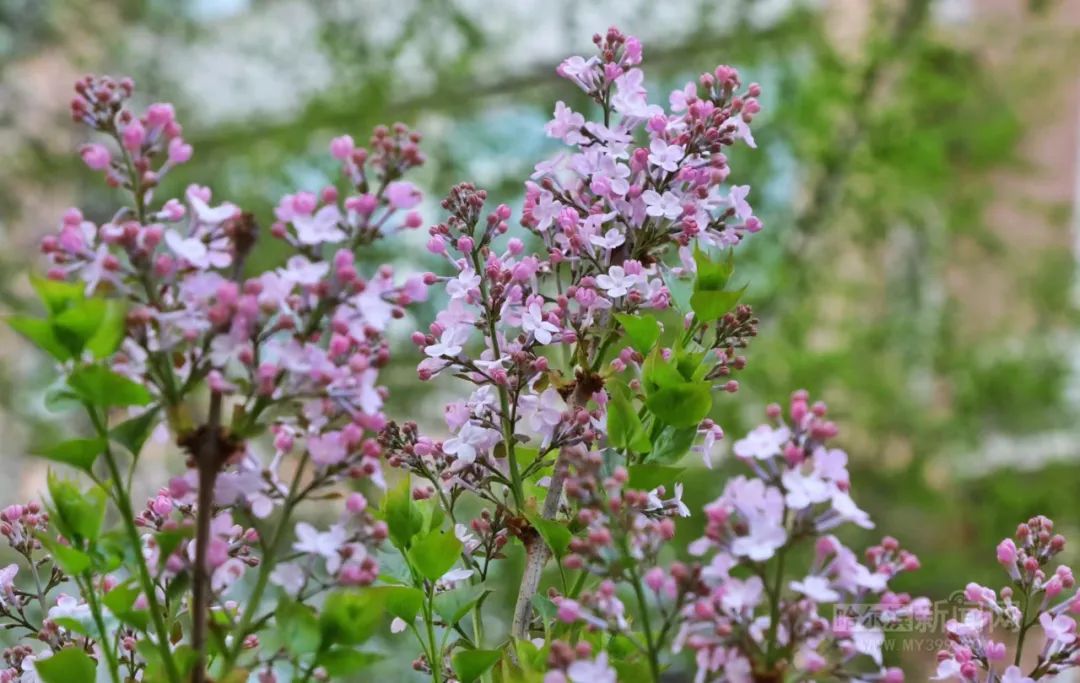 春风有信,花开有期!一"图"遍赏全城花