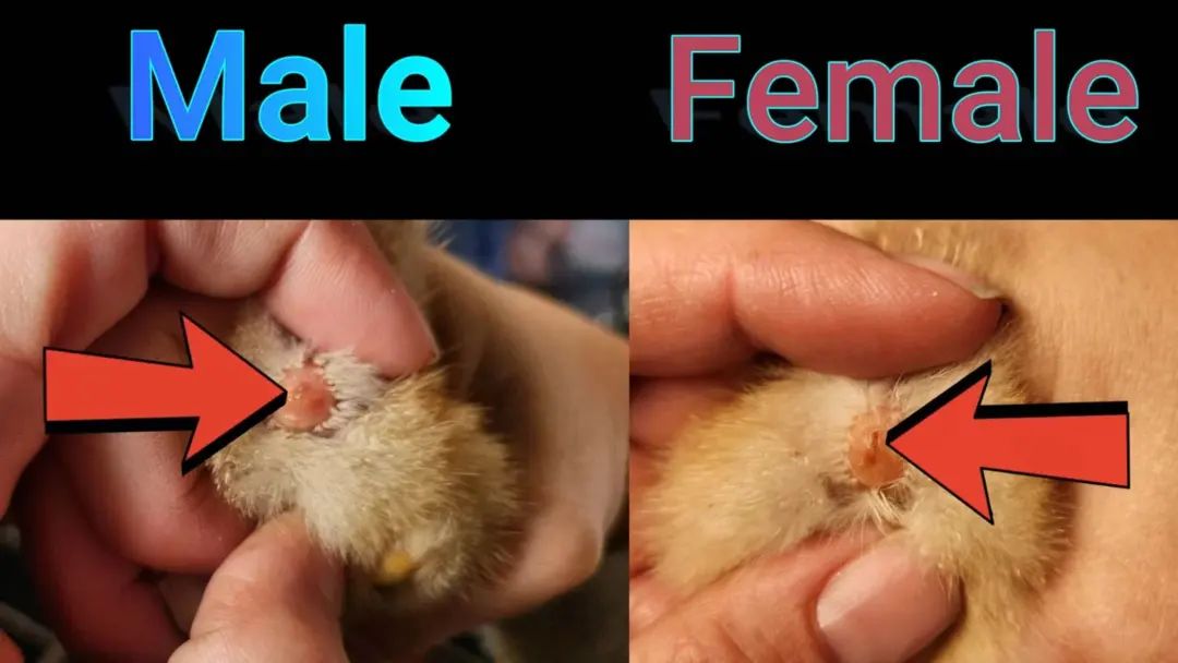 小鸡性别鉴定师,一个老板都不敢让加班的神奇职业