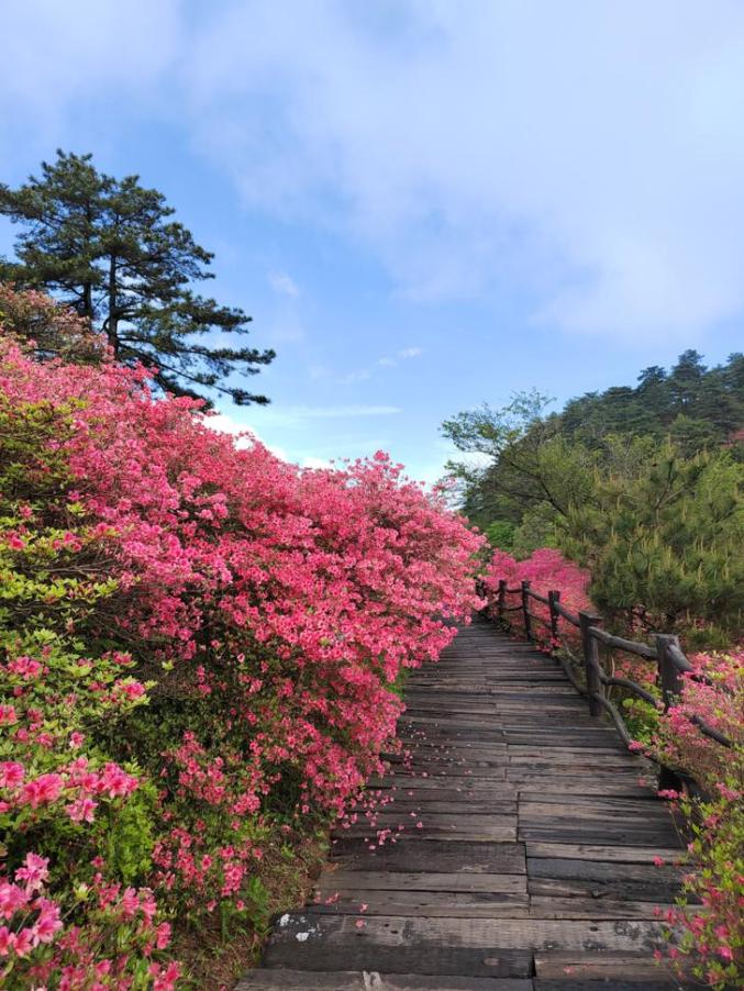 杜鹃花海迎盛放,最新赏花攻略(附今日花海实拍)