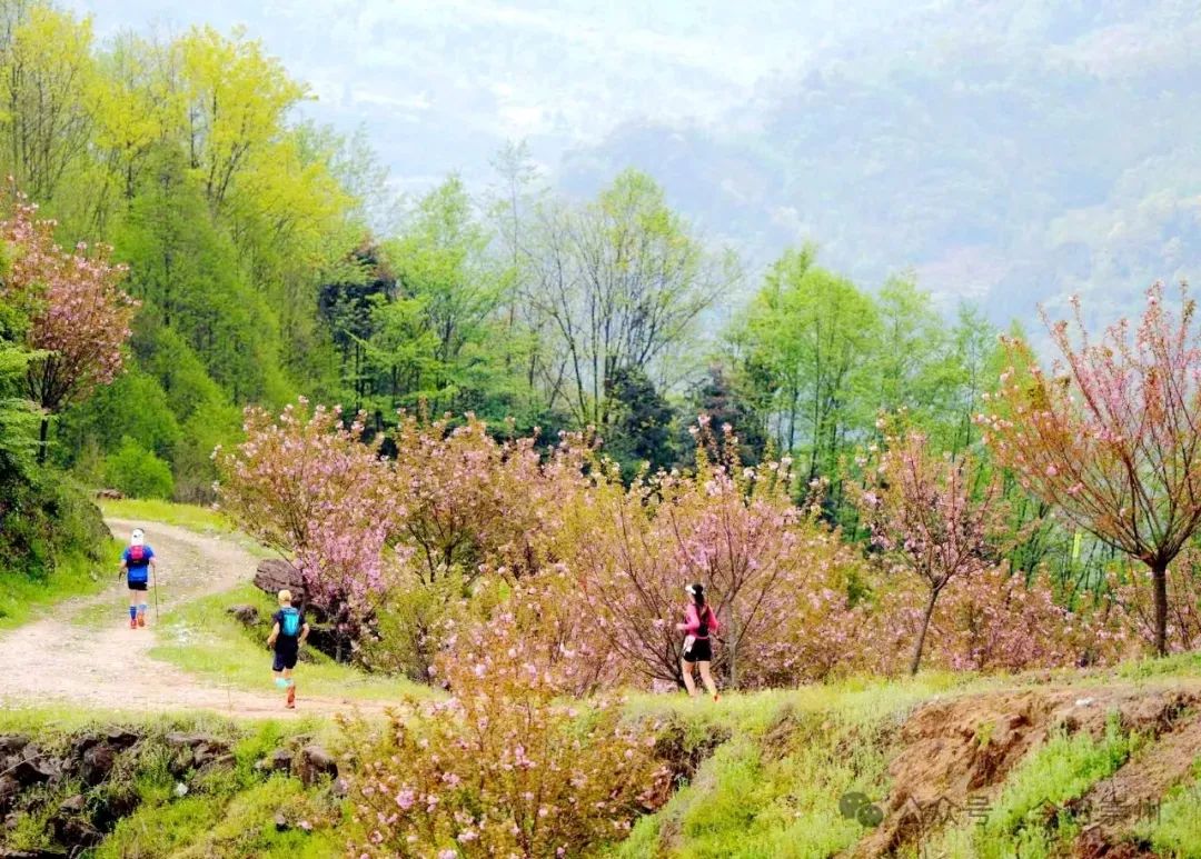 不仅如此,"蜀山100"2024年四川省崇州市第五届街子古镇越野赛赛事