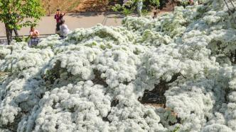 青岛城阳两株百岁流苏盛开美如雪