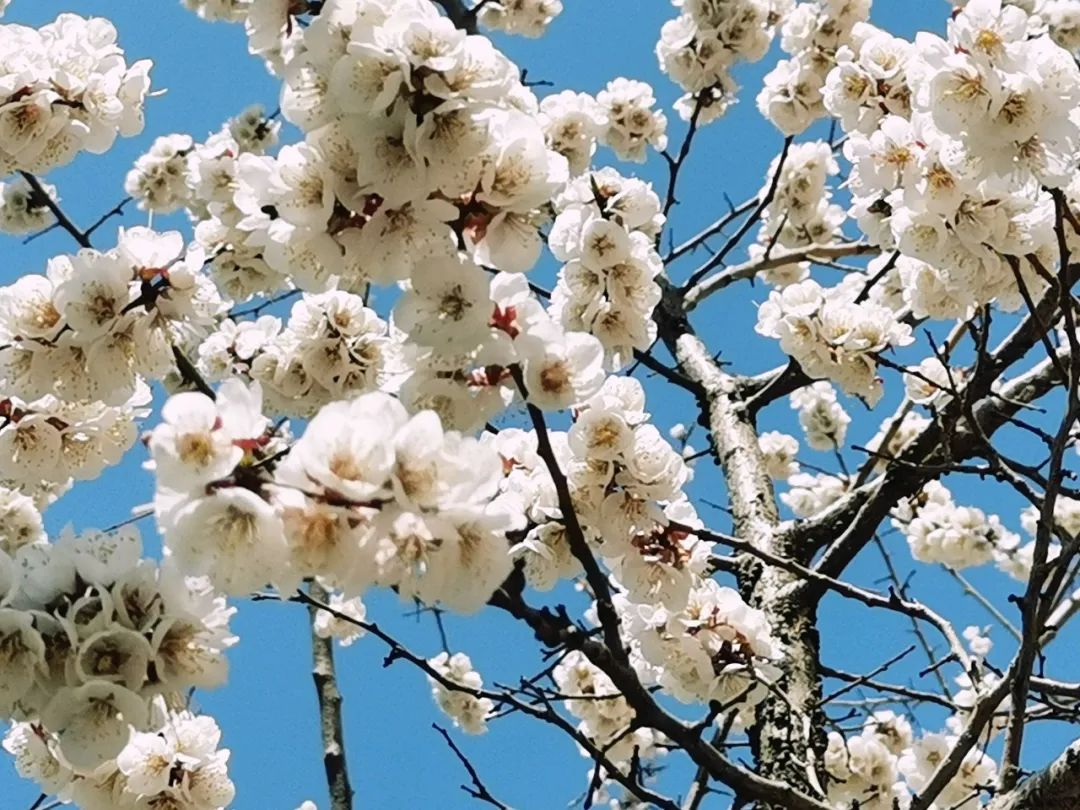 繁花满枝头,"杏"好有你|冰城杏花打卡路线图来啦!
