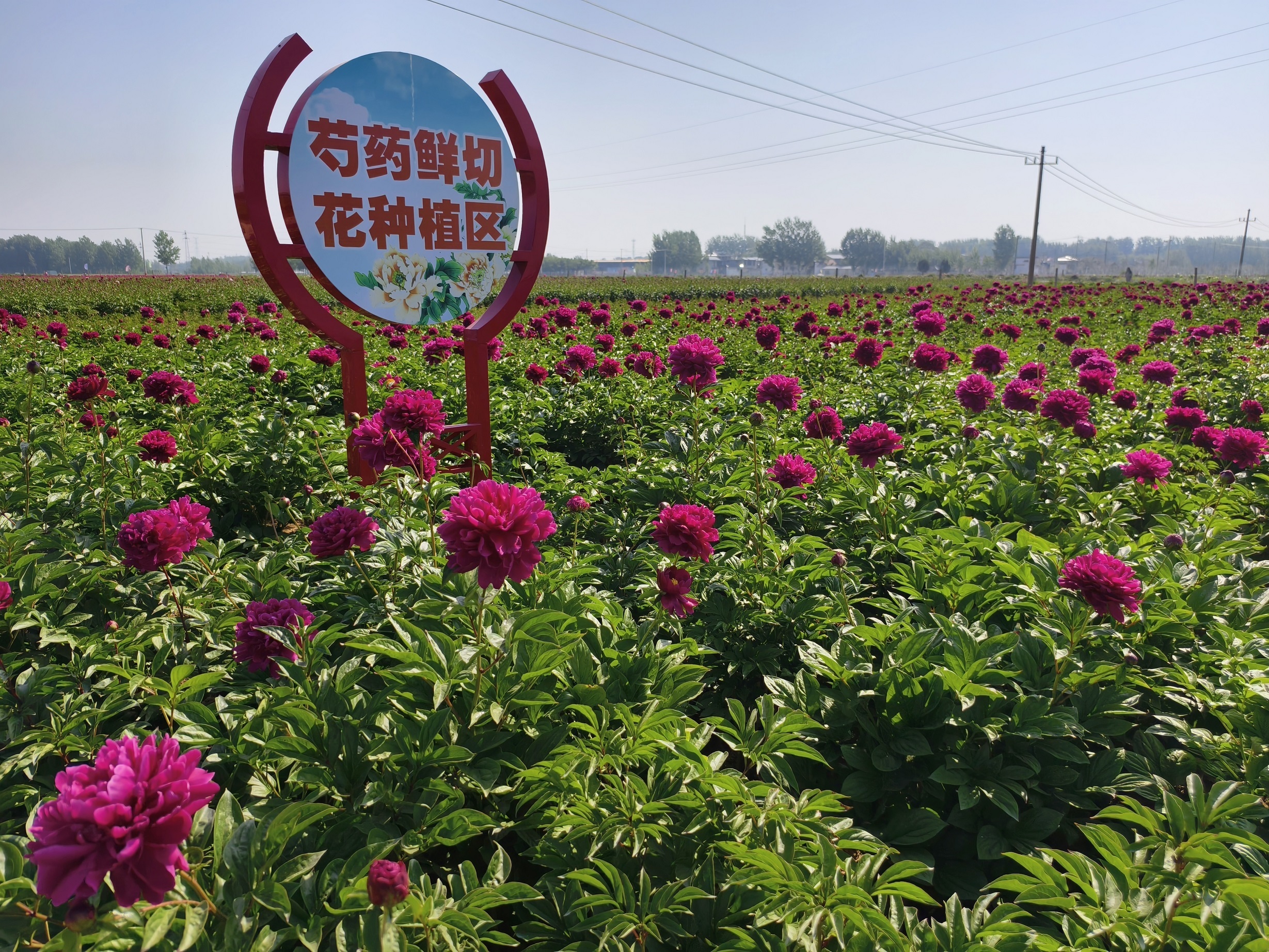 广兴芍药花基地图片