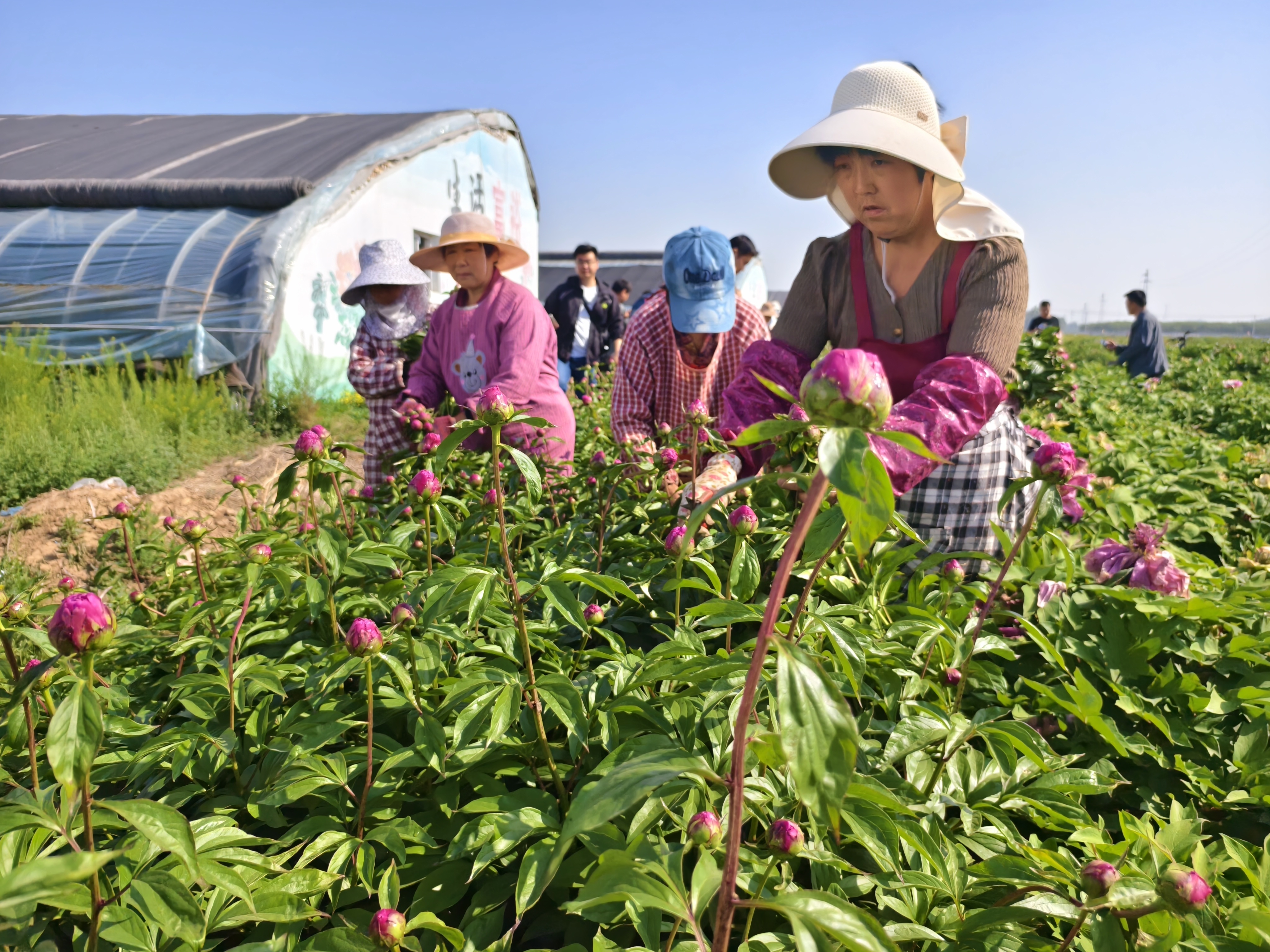 广兴芍药花基地图片