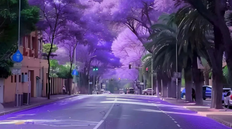 城市森林｜紫色情调
