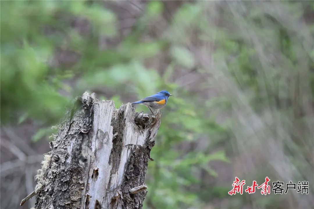 "小精灵"现身!甘肃尕海则岔保护区鸟类分布纪录刷新