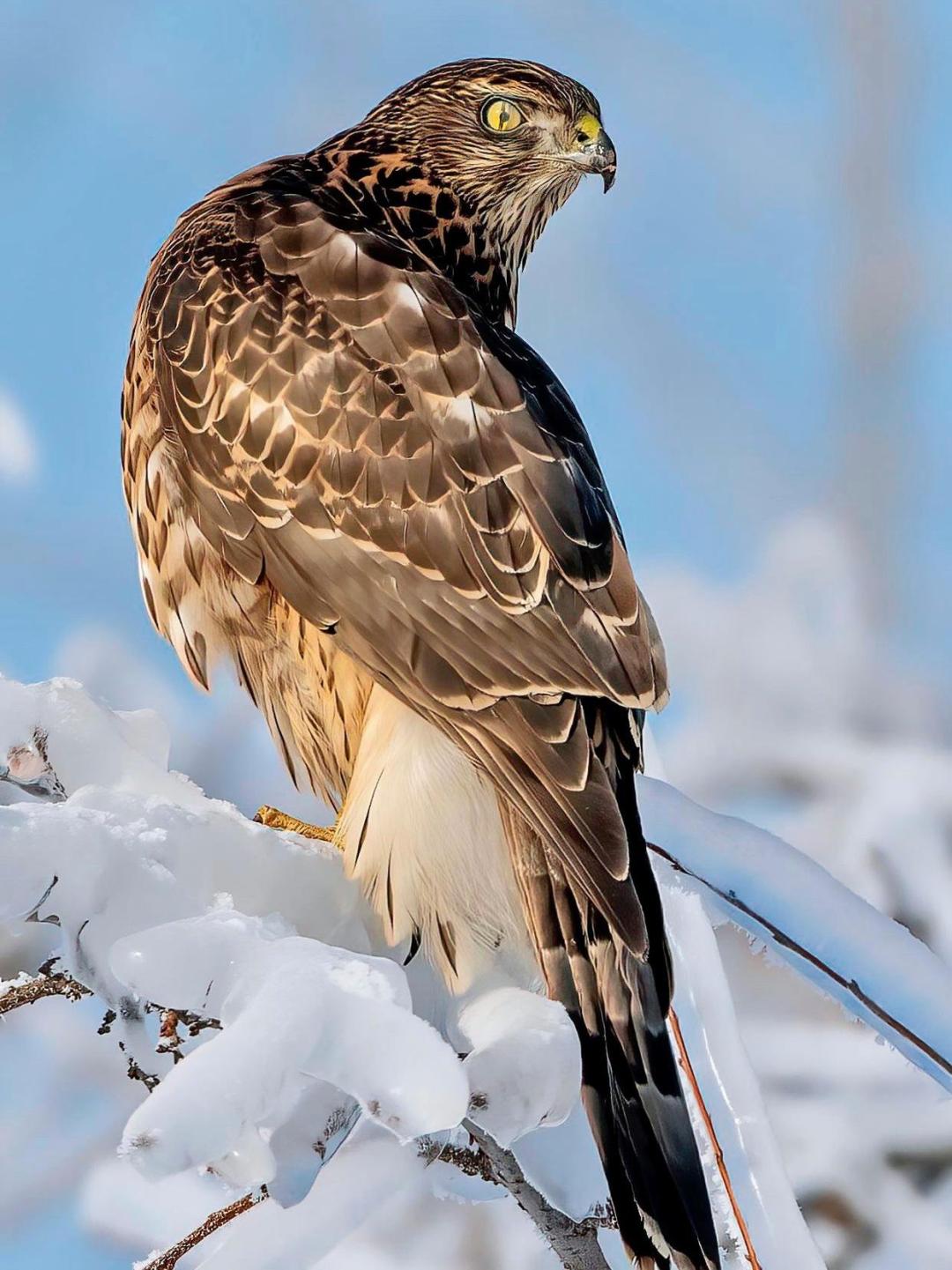 【三江之源 动物乐园】之苍鹰