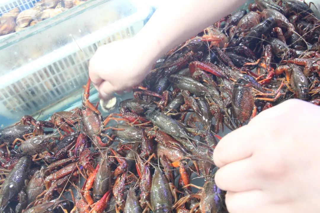近期,因为产地的捕捞量每天都不同,所以小龙虾的价格每天会有所波动