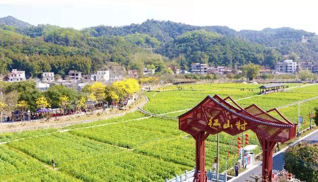 位于花都区梯面镇的红山村,历经了从偏僻破败小山村到广州最美乡村的