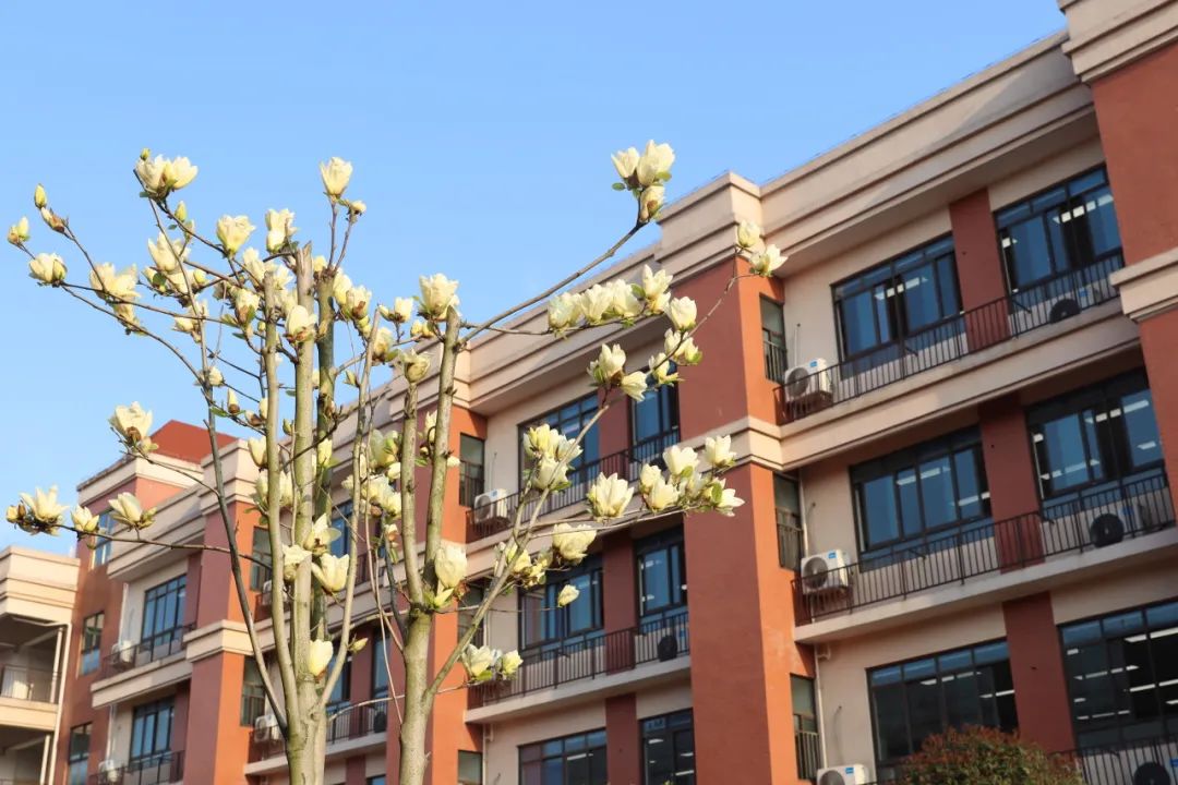 清雅随风来春光正好,木兰花开沐风和煦,百草萌动花兰木南雅望城学校