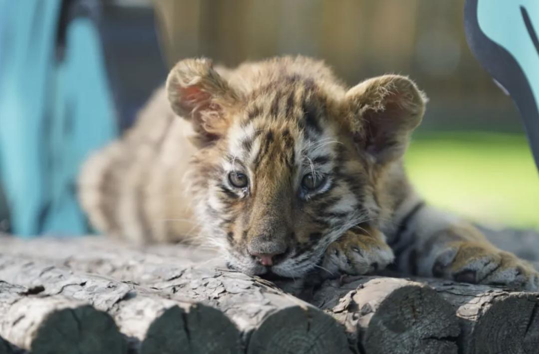 一拨接一拨啊!哈尔滨好玩的地儿都让你们发现了